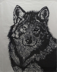 Grey Wolf